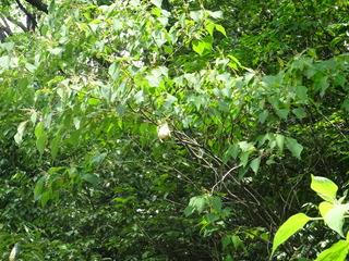 DSC07523