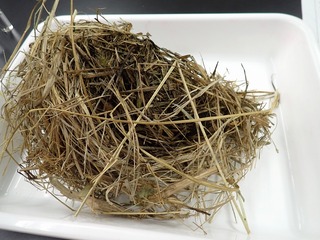 カヤネズミの巣_220123
