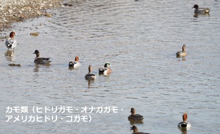 カモ類