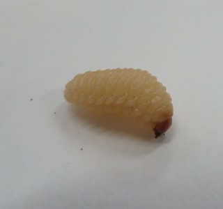 どんぐり虫2