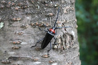 s-クビアカツヤカミキリ_長野公園_200728 (3)