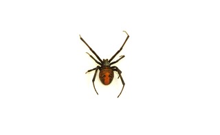 セアカゴケグモ_郡家本町二中前_220728 (2)