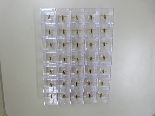 P1360007 (2)