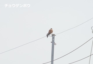 チョウゲンボウ0126