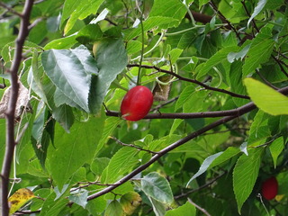 DSC07607