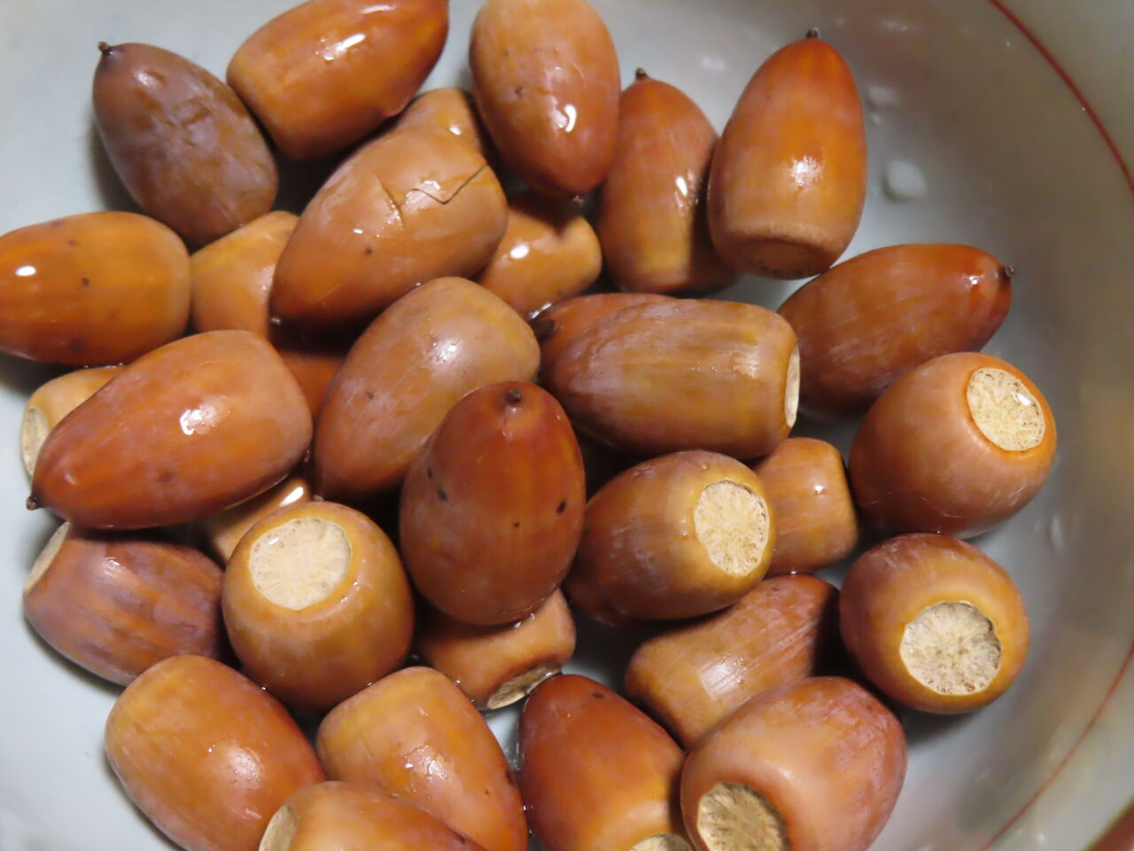 企画展「たかつきのどんぐり」準備中 : あくあぴあブログ