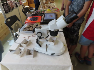 大阪植物観察会2