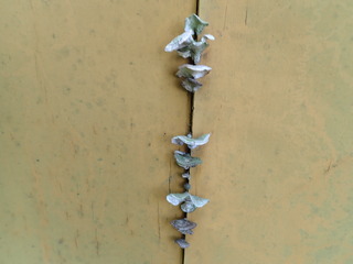 ２0231021ハカワラタケ