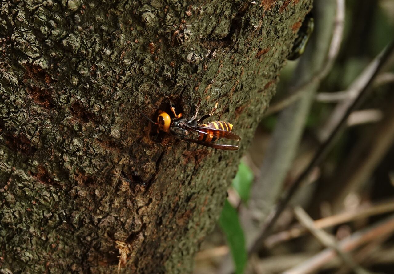 自然観察会 夏の昆虫 セミ探し 7 31 あくあぴあブログ