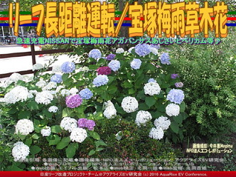 リーフ長距離運転/宝塚梅雨の花01 リーフ長距離運転/宝塚梅雨の花01