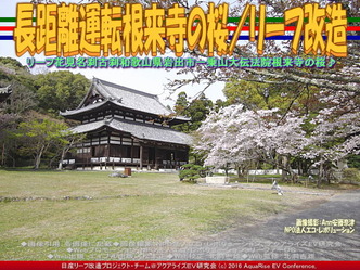 長距離運転根来寺の桜(2)/リーフ改造04 長距離運転根来寺の桜(2)/リーフ改造04