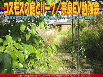 コスモスの庭とリーフ／奈良ＥＶ勉強会04