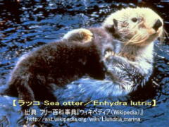 <『メキルメ・ラッコ』引用画像>メキルメ・ラッコ/和歌山日産狐島店@日産リーフ改造