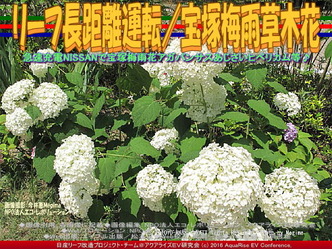 リーフ長距離運転/宝塚梅雨の花02 リーフ長距離運転/宝塚梅雨の花02