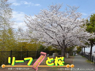 リーフと桜＠日産リーフ改造10