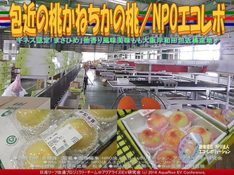 かねちか桃／NPOエコレボリーフ改造04