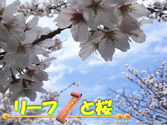 リーフと桜＠日産リーフ改造3