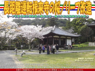 長距離運転根来寺の桜(2)/リーフ改造03 長距離運転根来寺の桜(2)/リーフ改造03