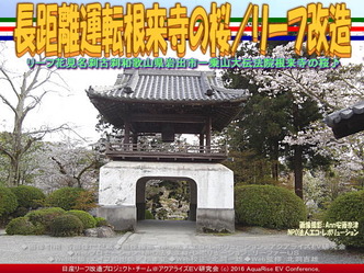 長距離運転根来寺の桜(3)／リーフ改造02