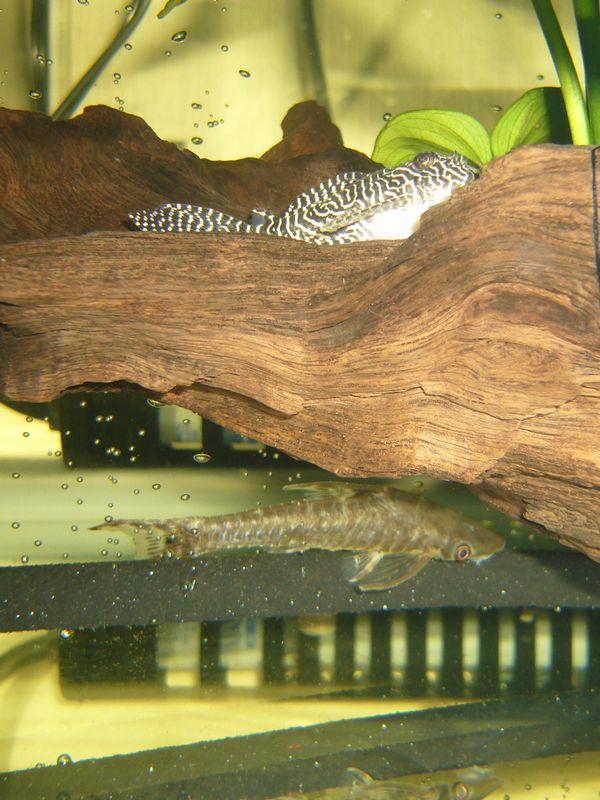Aquarist 南米吸付ナマズ Aquarist 南米吸付ナマズ