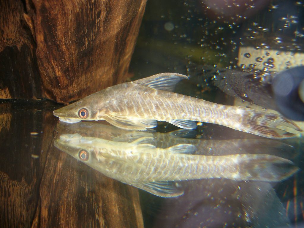 Aquarist 南米吸付ナマズ Aquarist 南米吸付ナマズ