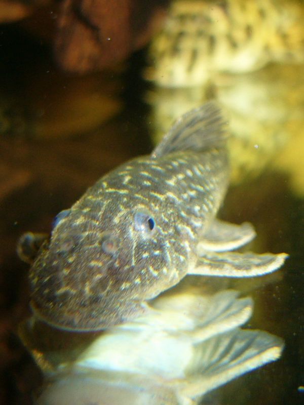 Aquarist 南米吸付ナマズ Aquarist 南米吸付ナマズ