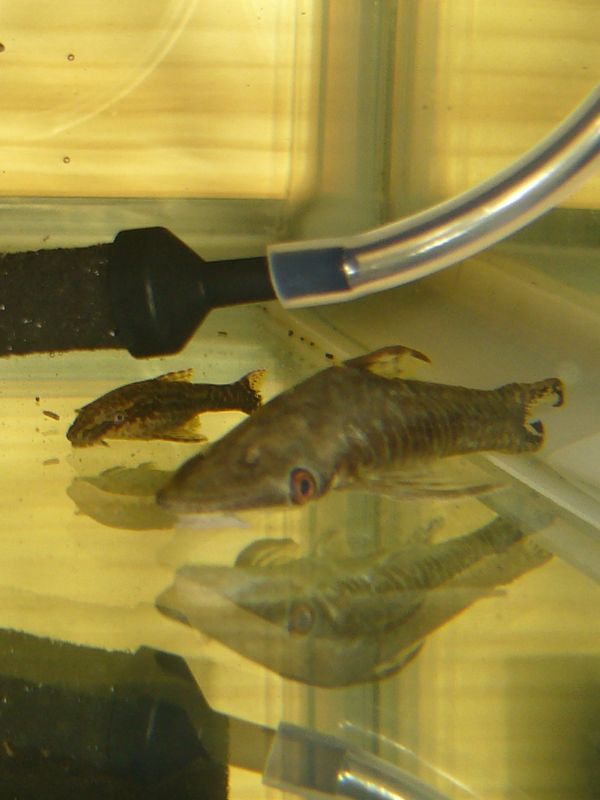 Aquarist 南米吸付ナマズ Aquarist 南米吸付ナマズ