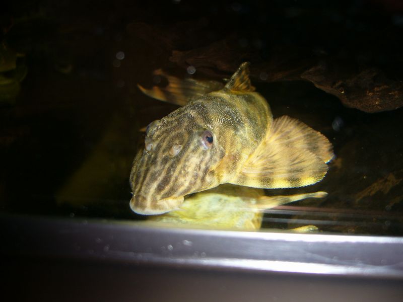 Aquarist 南米吸付ナマズ Aquarist 南米吸付ナマズ
