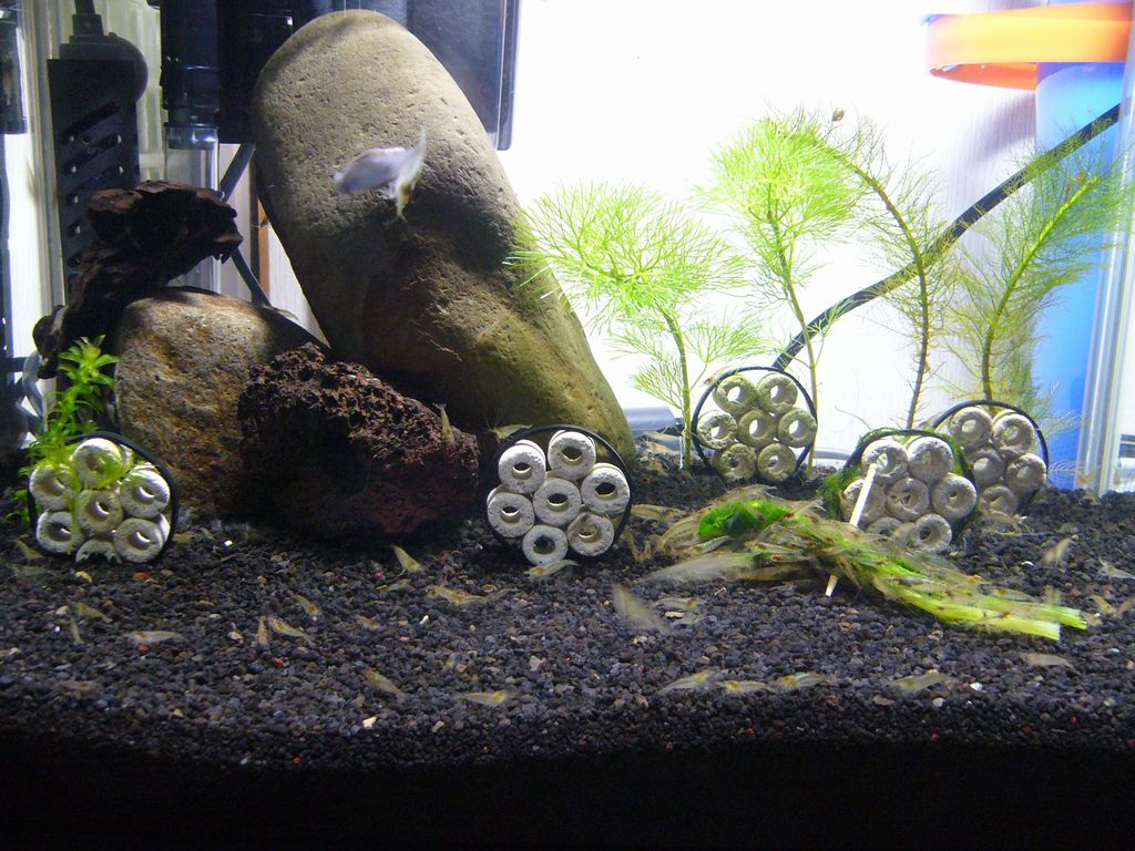 ヌカエビ水槽o Aquarist ヌカエビ水槽o Aquarist