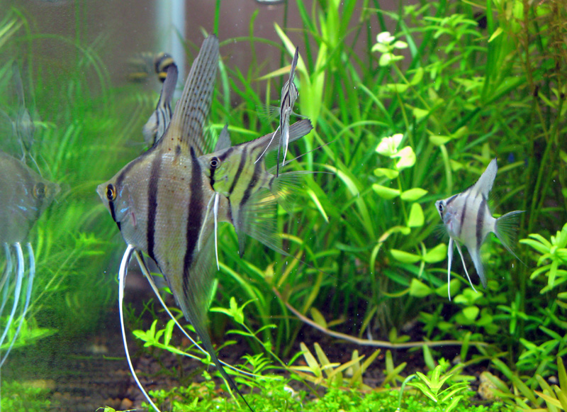 ちびっこ導入 ペルーアルタム スカラレ エンゼル ちょびっと凝り性 でもズボラなアクアリウムライフ