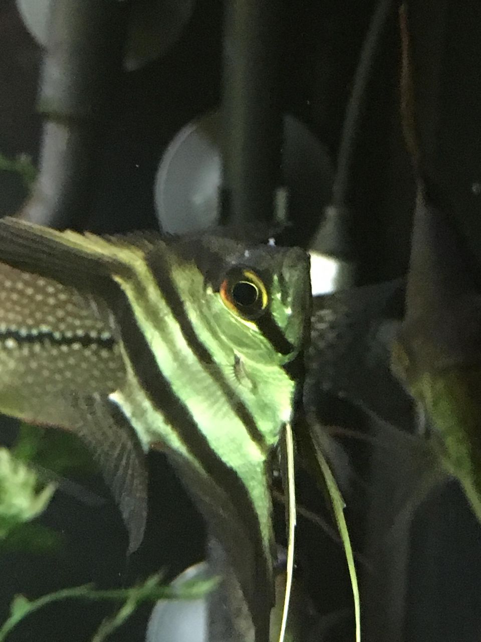 エンゼルフィッシュ 何かの病気でしょうか アクアリウム情報 アンテナサイト アクアリウムの輪