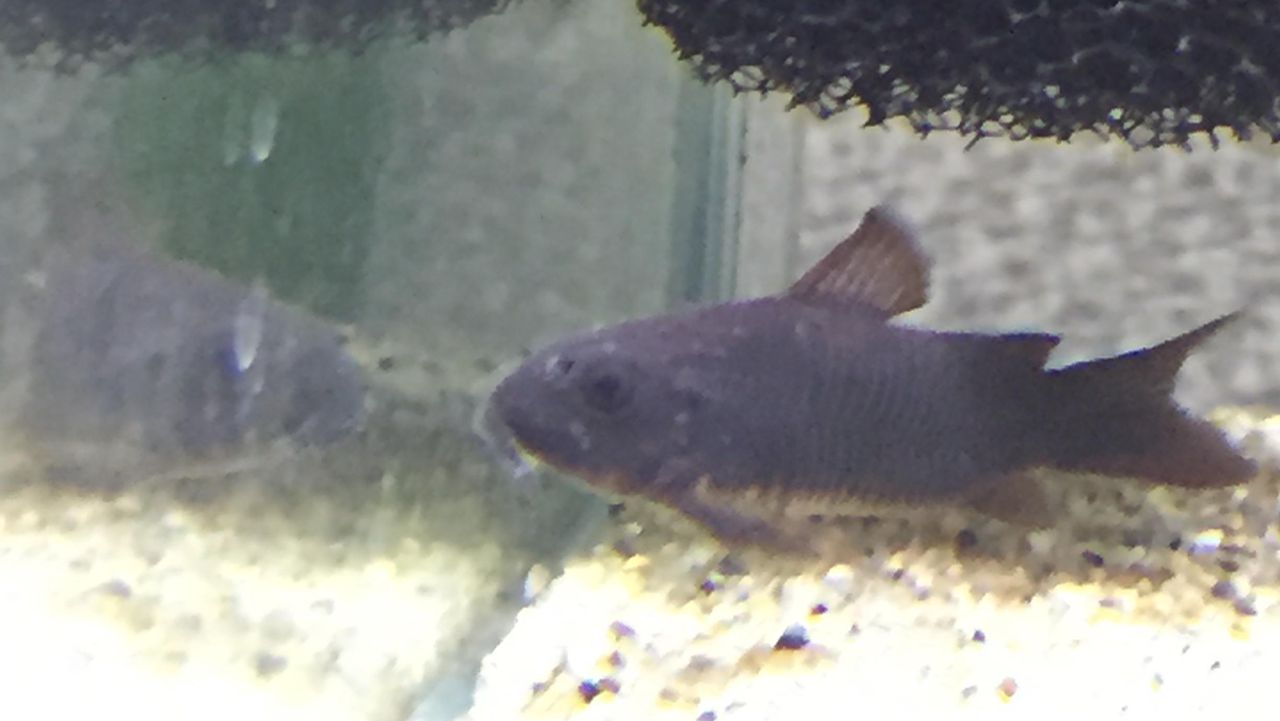 病気対策 Aquaco Co