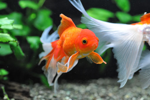 金魚 金魚の性格 めだか屋愛徳 あいなる アクアリウム情報 アンテナサイト