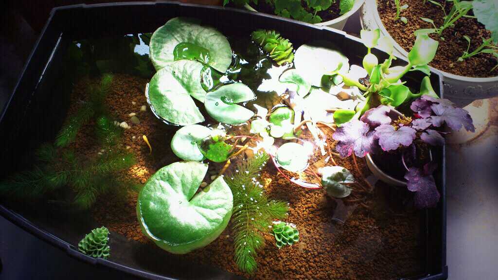 ビオトープ みんなのビオトープを自慢する アクアリウム情報 アンテナサイト アクアリウムの輪