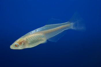 アカヒレ 薄い茶色でメダカみたいな色から変わらない こういうもん アクアリウム情報 アンテナサイト アクアリウムの輪