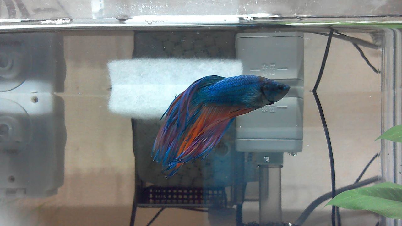 ベタ これはトラディショナルってやつですか アクアリウム情報 アンテナサイト アクアリウムの輪