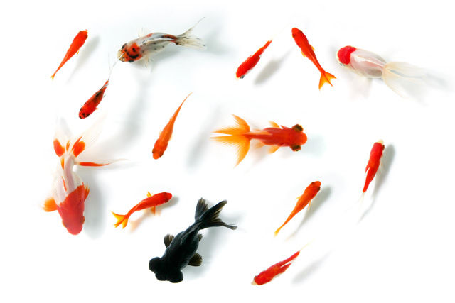 金魚 うちの金魚が可愛いすぎる件について めだか屋愛徳 あいなる アクアリウム情報 アンテナサイト