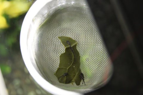 ウグイ巨大化 りゅうりゅうの水槽