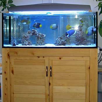カクレクマノミ繁殖大変記 総ひのき水槽台の店 アクアテクニカのblog カクレクマノミ繁殖大変記 総ひのき水槽台の店 アクアテクニカのblog