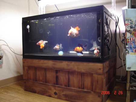 金魚で癒しを 総ひのき水槽台の店 アクアテクニカのblog