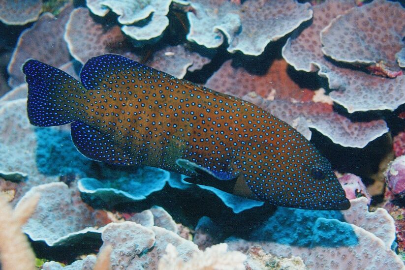 ハタ◎ ハタ HATAS ストレッチングボード スポーツ キグ (40E1218