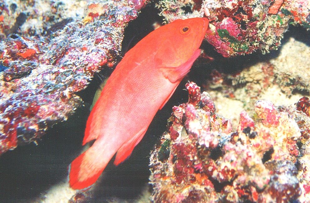 フィジー語でもわかる マナ島の海水魚図鑑 040 スズキ目 ハタ科 ハタの仲間たち １0 アカハナ Aqua Trek Mana 公式ブログ