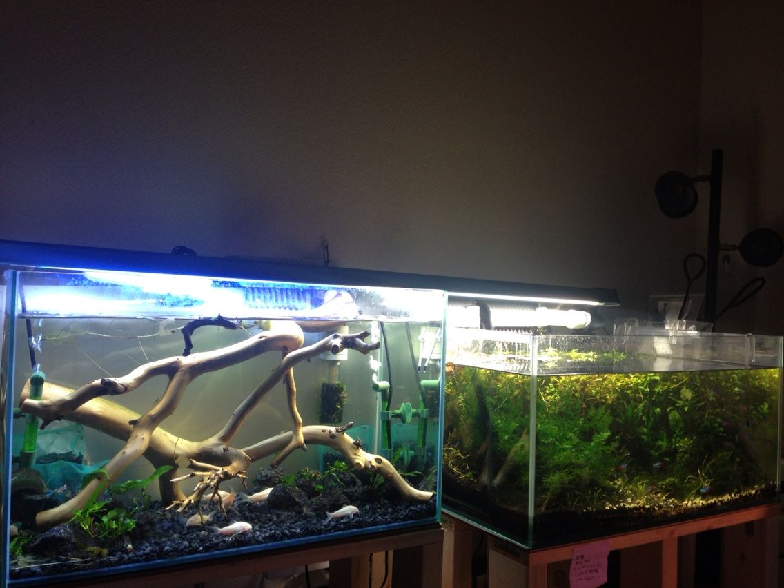 水草 Aqua Planet Art Japan