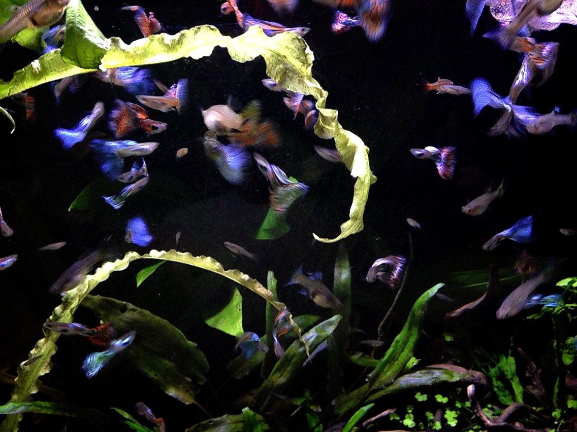 こだわりのグッピー達 Aqua Planet Art Japan