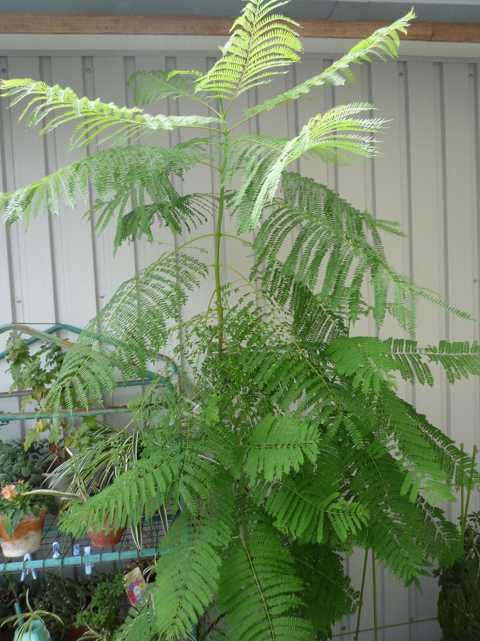 矮性ジャカランダ ワイセイジャカランダ 7寸ポット植え 接ぎ木 樹形が暴れています 蕾付きとは限りません 売れ筋アイテムラン 接ぎ木