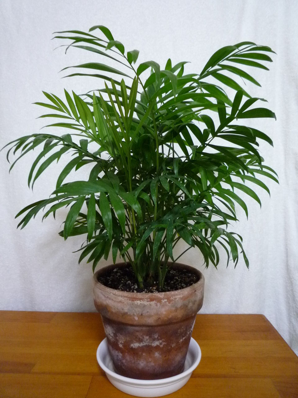 テーブルヤシ 観葉plus植物 意識の滝壺