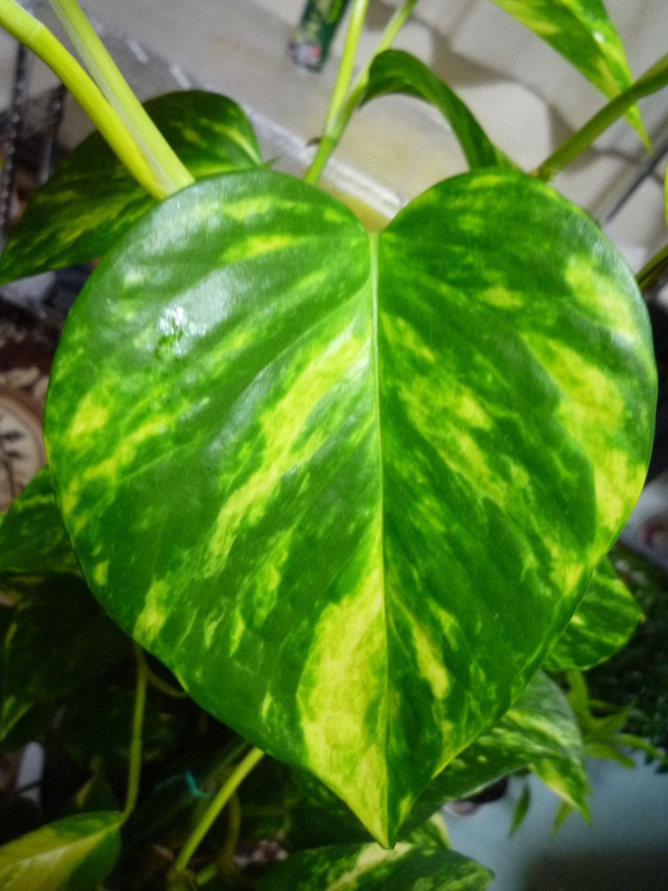 ポトス 観葉plus植物 意識の滝壺 ポトス 観葉plus植物 意識の滝壺