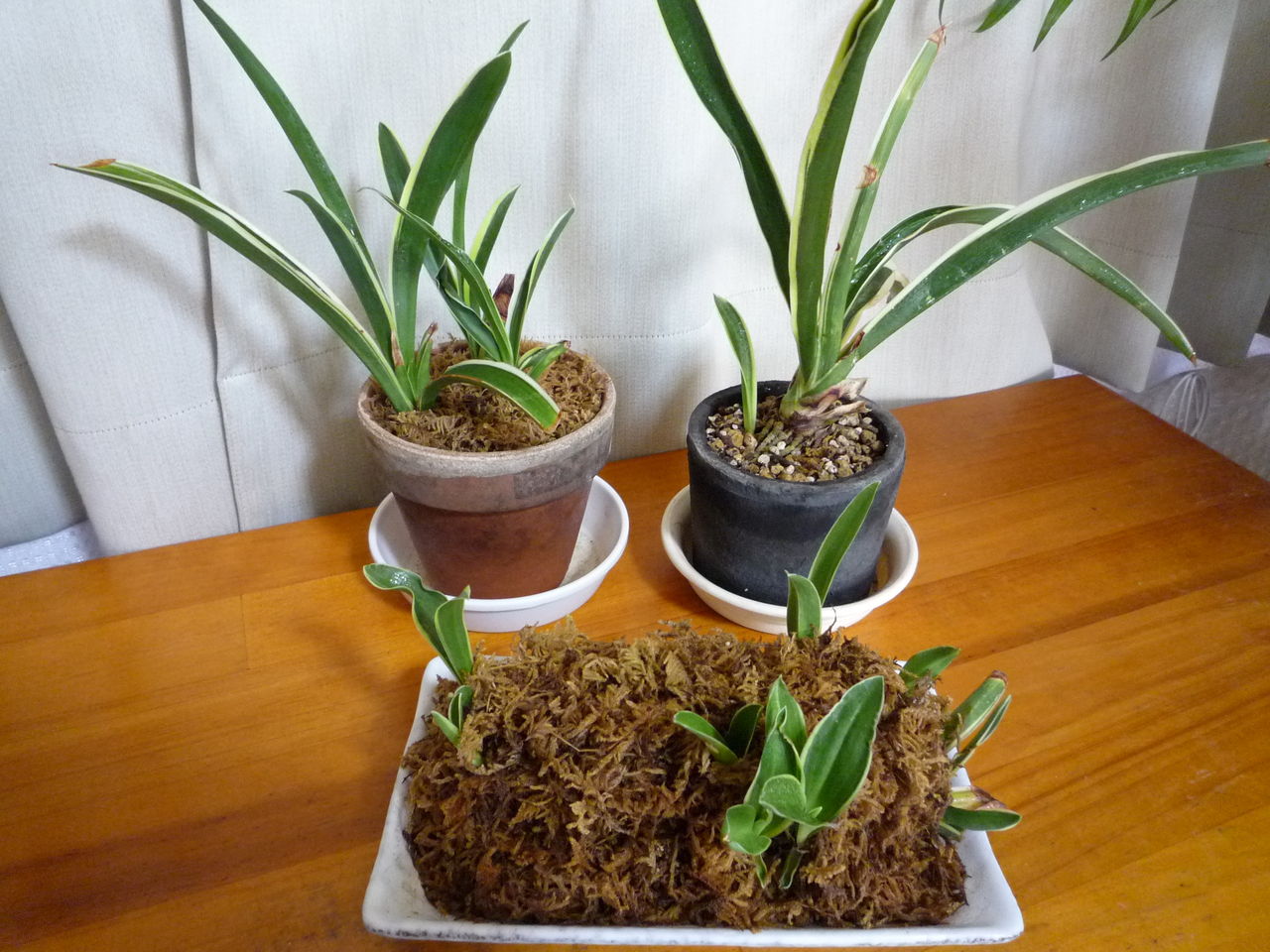 万年青の活気 観葉plus植物 意識の滝壺 万年青の活気 観葉plus植物 意識の滝壺
