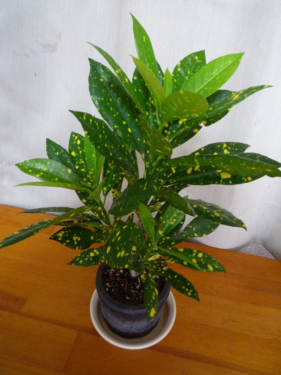 クロトン 観葉plus植物 意識の滝壺