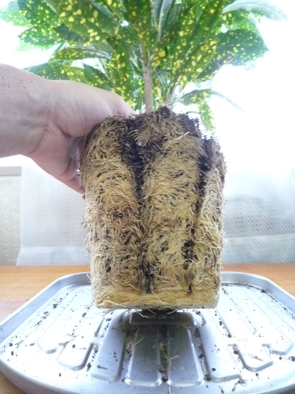 パイナップル いいえクロトンです 観葉plus植物 意識の滝壺